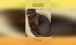 黑喵最新爆料,揭秘娱乐圈最新热点事件内幕